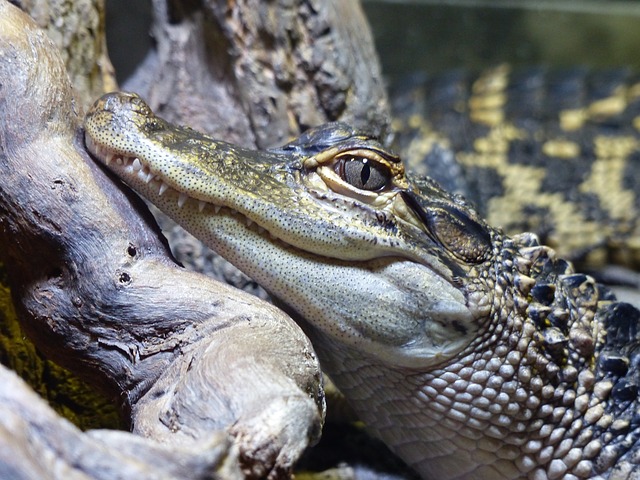 krokodýlí ZOO v Protivíně